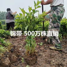 红王子锦带 五彩锦带花 花叶锦带 落叶植物 斑叶锦带花独杆锦带