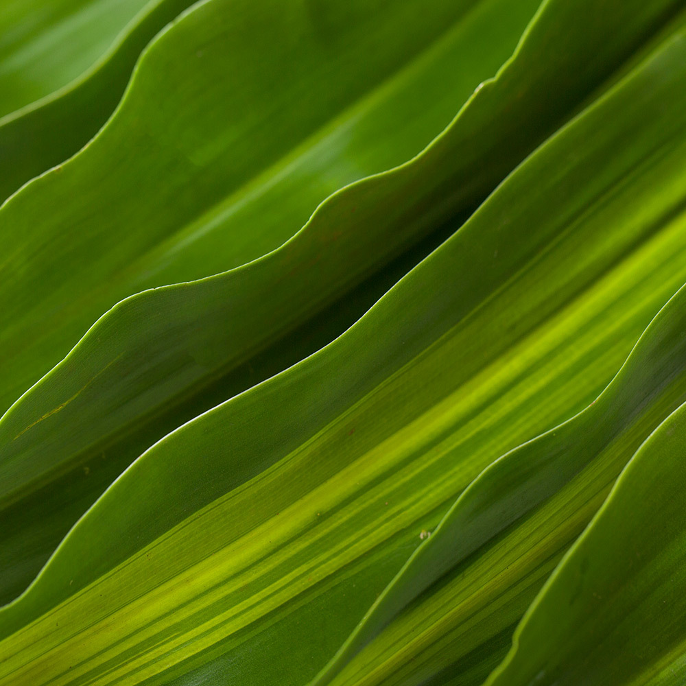 【红日花卉】云南昆明斗南鲜花 配叶巴西叶花艺装饰