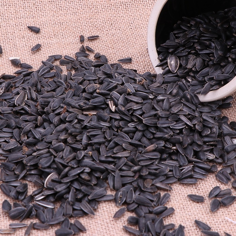 现货供应油葵子 粗粮榨油油葵瓜子 五谷杂粮油葵种子小黑瓜子批发