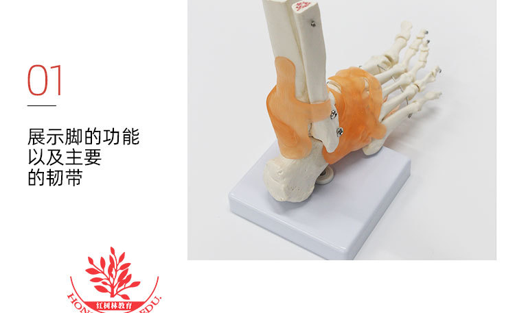 脚部成人关节带韧带模型教学正骨医用展示带胫骨足骨脚关节模型