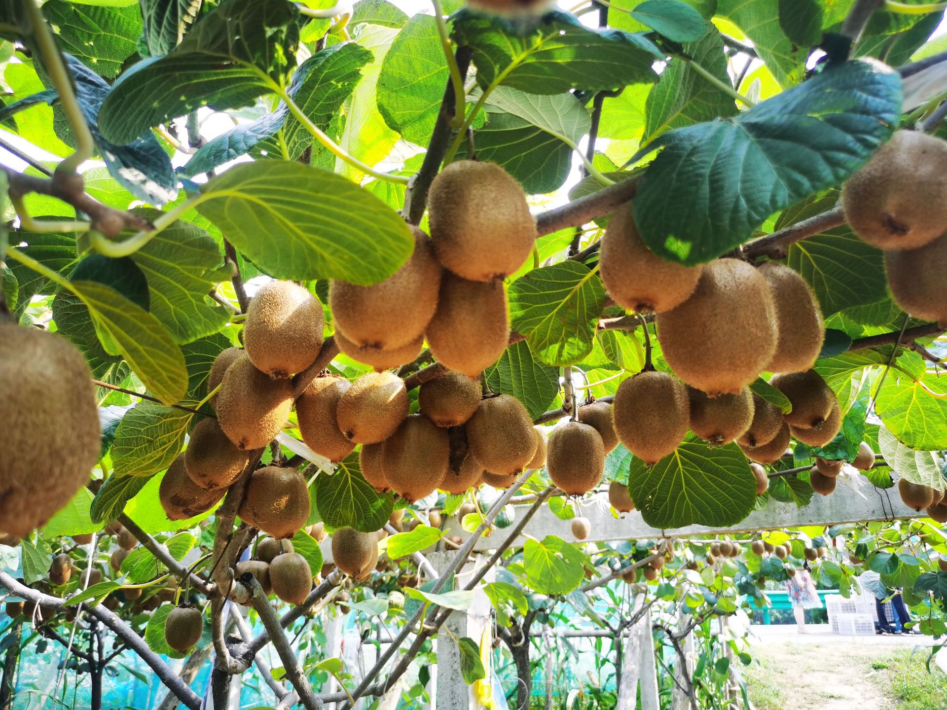 m【眉县徐香猕猴桃大果】陕西奇异果绿心猕猴桃 新鲜水果 代发