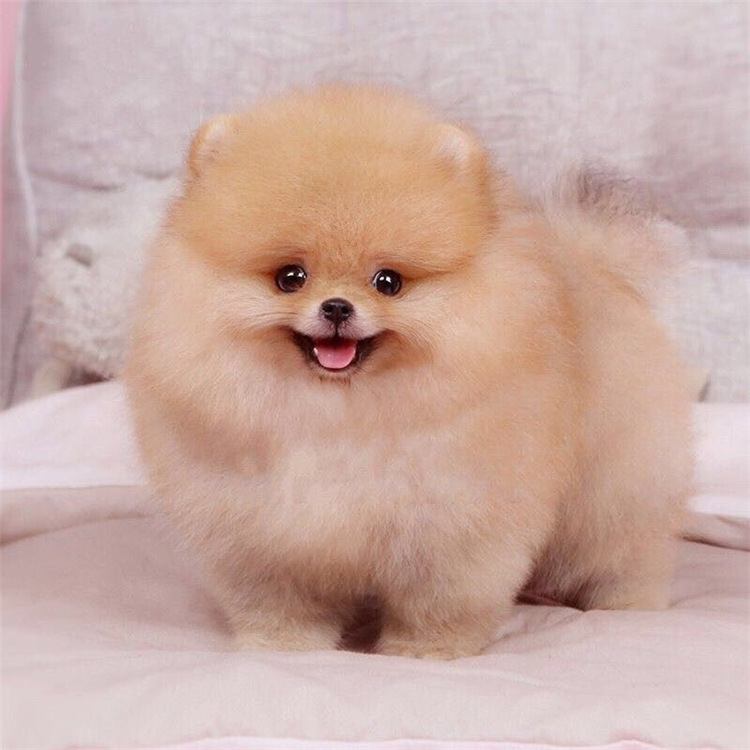 小型迷你宠物狗狗博美犬价格多少一只博美犬小型犬热帖给博美挑宠物