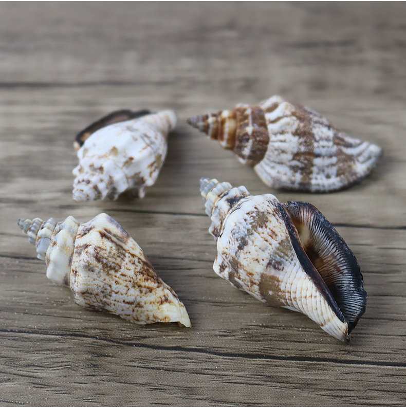 厂家直批天然海螺贝壳黑口螺鱼缸材料工艺装饰品大量批发一斤装