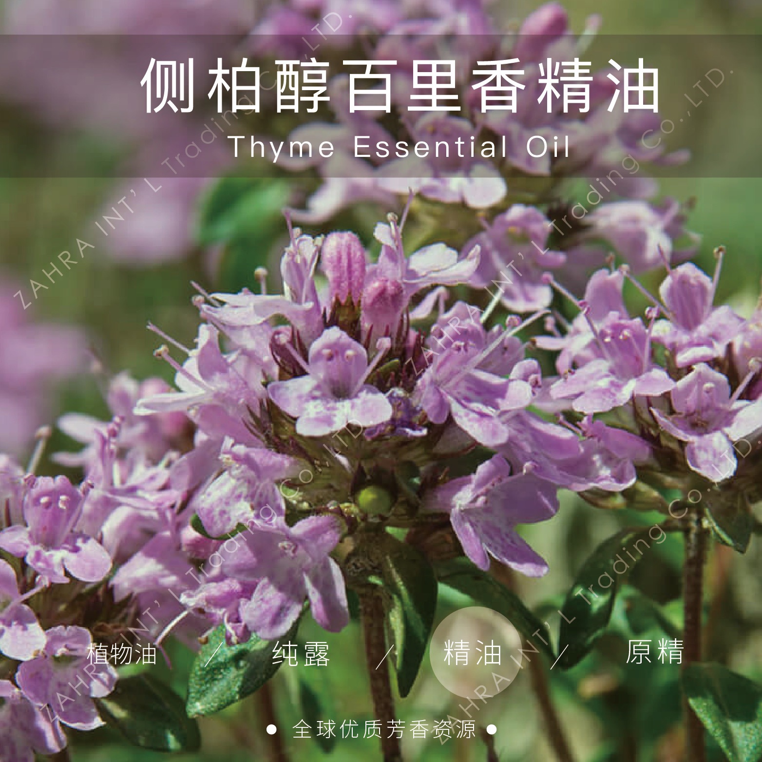 法国|进口侧柏醇百里香精油