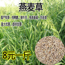 燕麦种子边锋燕麦牧草种子高产量饲料高营养 春秋季种植