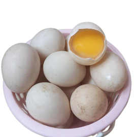 30枚包邮番鸭非洲雁美洲雁新鲜红嘴鸭食用蛋农家散养现捡现发