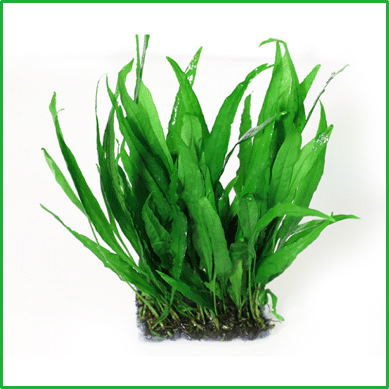 丹麦细叶铁皇冠草中后景草懒人水草鹿角铁带底座鱼缸造景活体植物