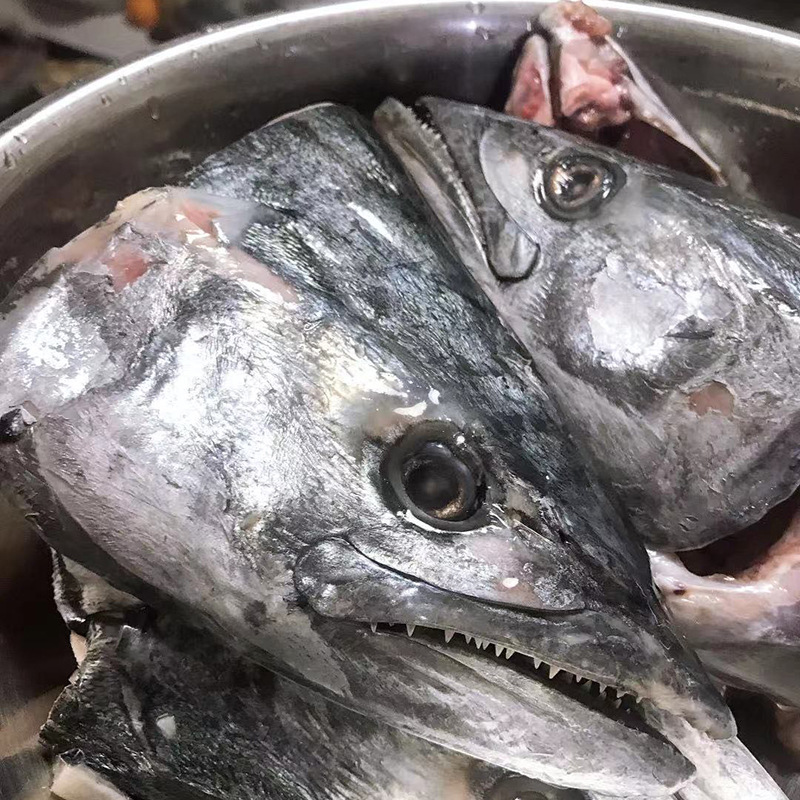 四海水产鲜冻鲅鱼头个大肉肥肉质鲜美鲅鱼头美味健康马鲛鱼头海鱼
