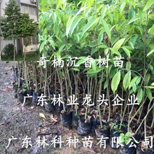 正宗珍贵名贵苗木沉香苗盆栽植物奇楠沉香树苗白木香带土带叶发货