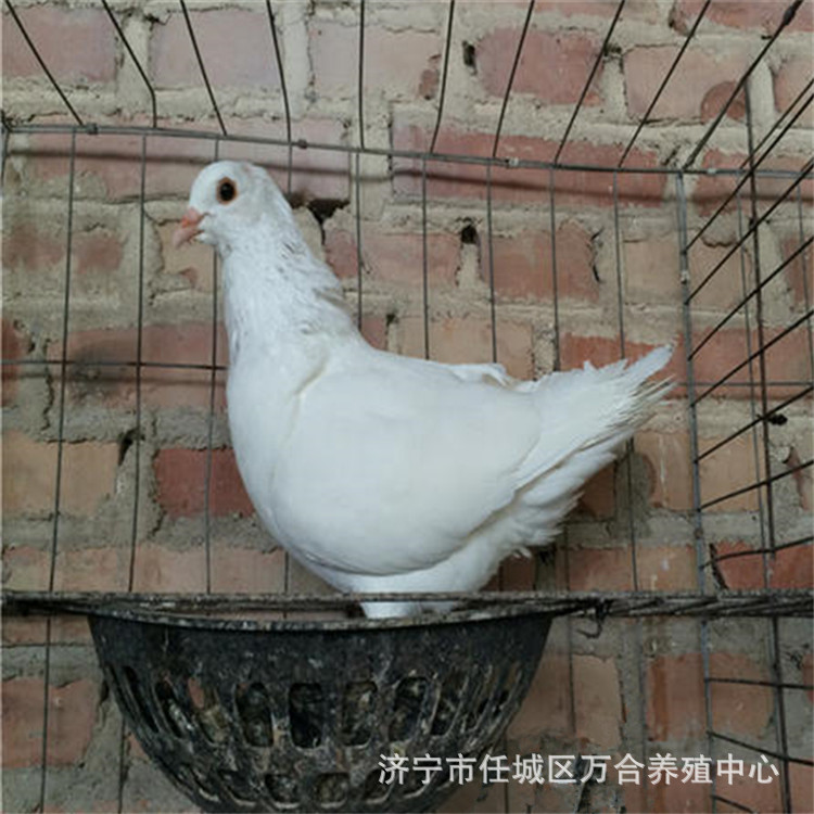 元宝鸽,白羽王鸽,美国落地王鸽,灰王鸽,银王鸽,卡奴鸽,蒙丹鸽,贺姆鸽