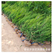 泰安蜀侩树苗价格表 出售蜀侩小苗20公分50公分1米蜀侩树苗