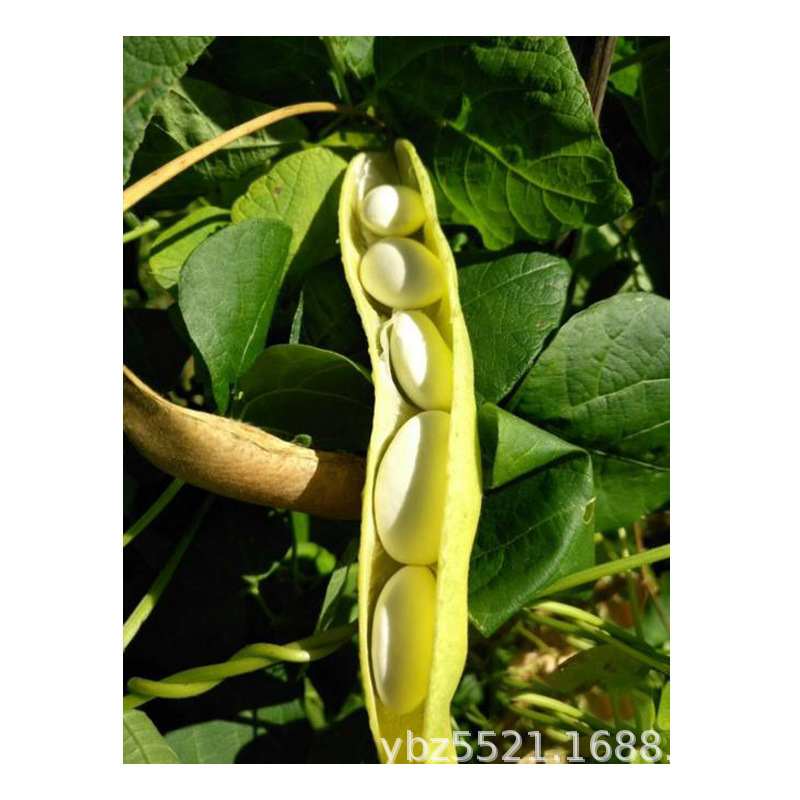 云南大白芸豆高原白腰豆菜豆大扁豆雪豆一斤500g两斤1kg袋装