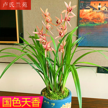 带金边老盆中国龙兰花建兰八宝奇珍山水画锦旗好养绿植花卉盆栽