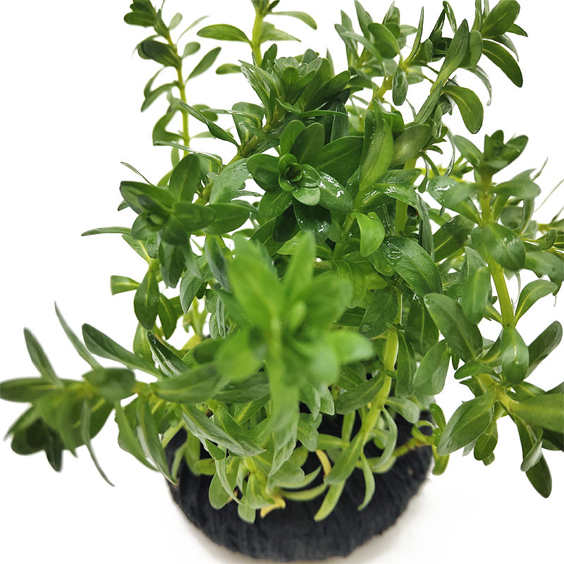 牛顿草坨草 懒人水草 鱼缸造景装饰 草场种植 活体水草 光合水草