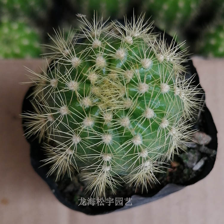 多肉植物批发约4-6cm 自根金盛丸 裸根 园艺仙人球花卉盆栽绿植