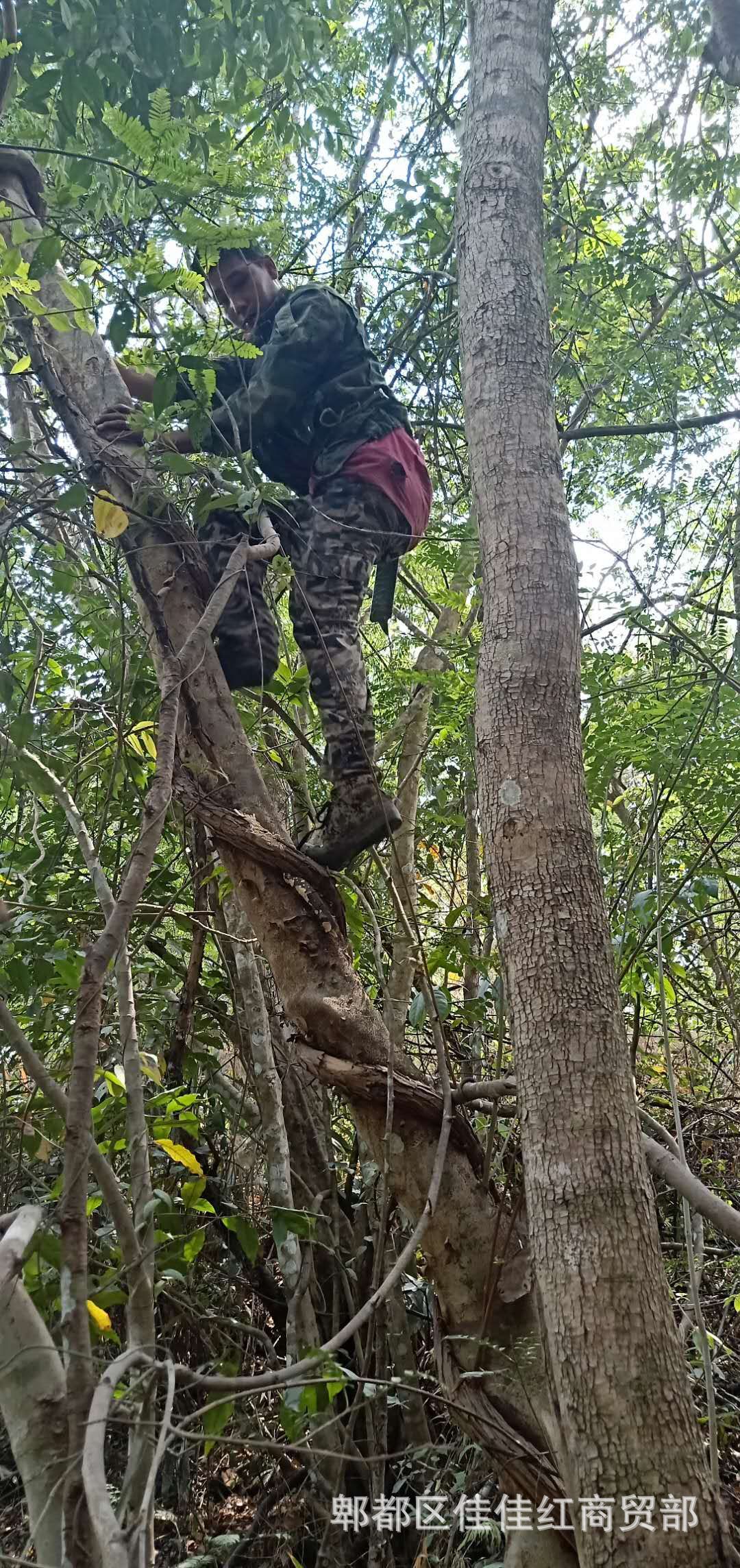 跑江湖地摊热卖新鲜鸡血藤大血藤黑血藤砍砍药大山根子药产地货源