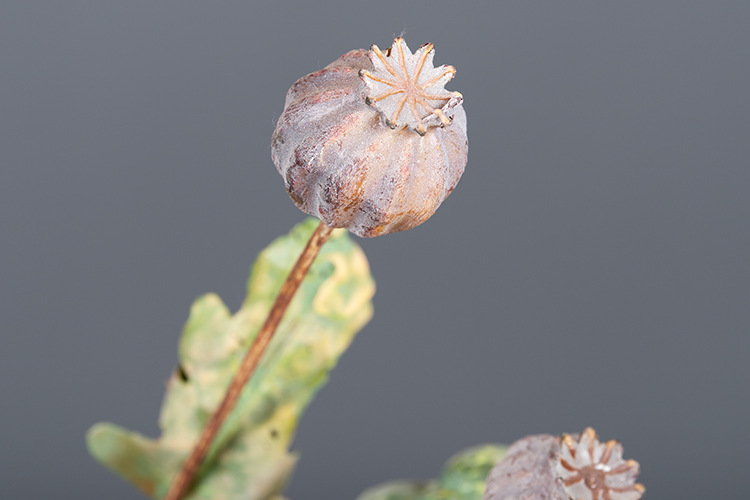 仿真罂粟果装饰花艺果实秋色虞美人果植物家居客厅酒店样板房摆设