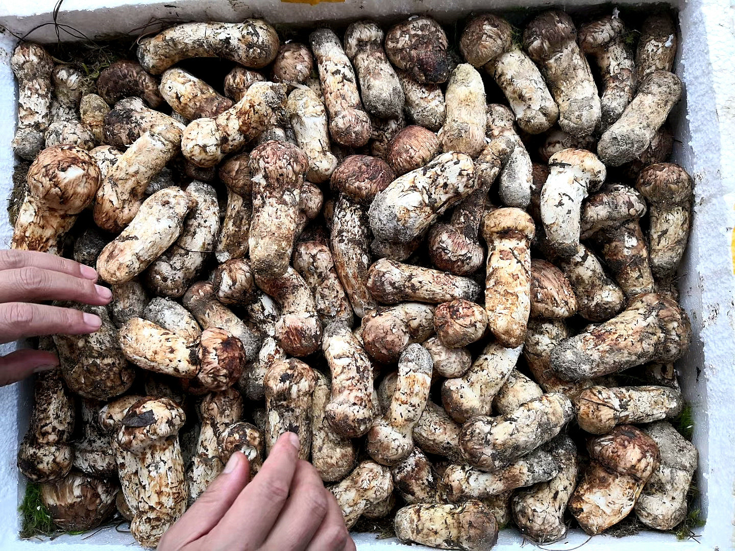 云南特产野生松茸鲜 香格里拉新鲜松茸菌 湿松茸 蘑菇菌菇2斤包邮