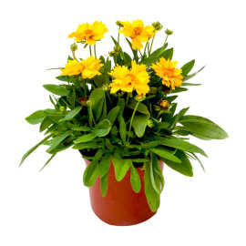 种子 大花金鸡菊