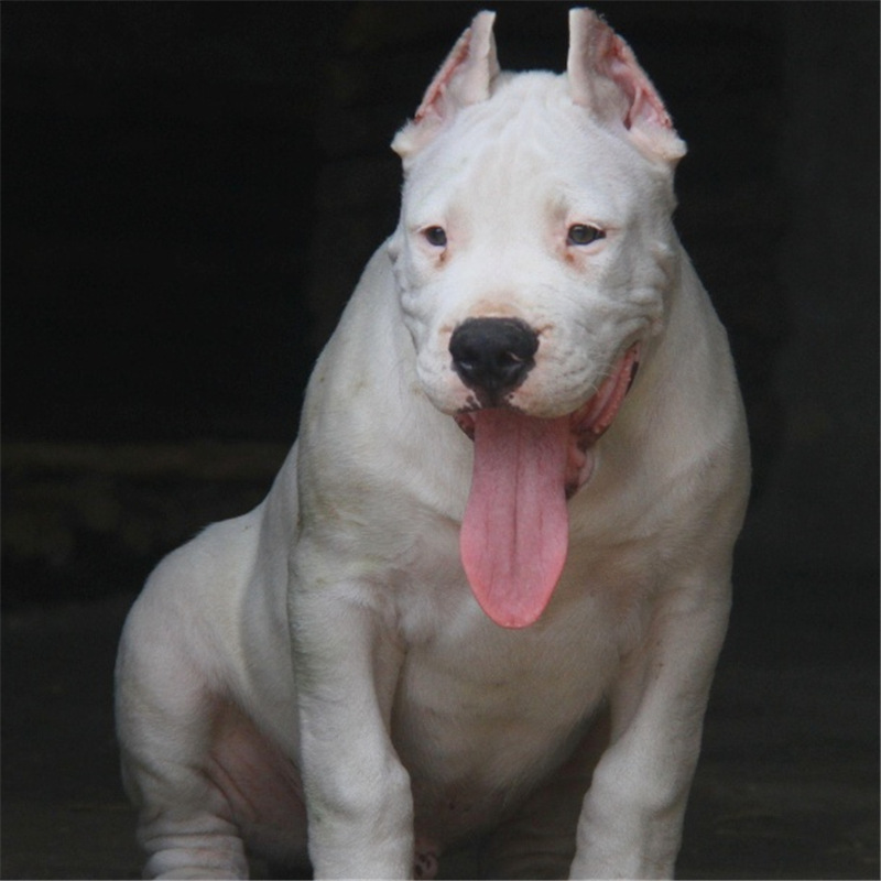 0成交0条狗场出售杜高犬纯白海盗眼杜高狗活体狗幼犬杜高犬多少钱一只