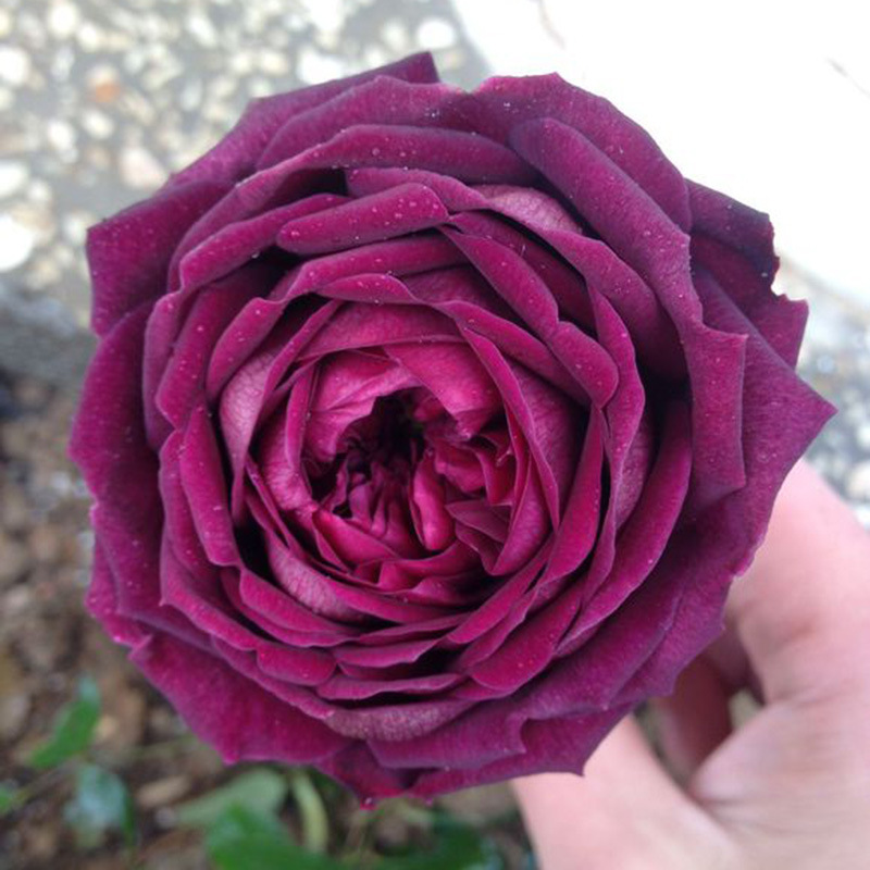 欧月 王子月季花苗大花浓香灌木切花暗红色四季玫瑰花浓香型