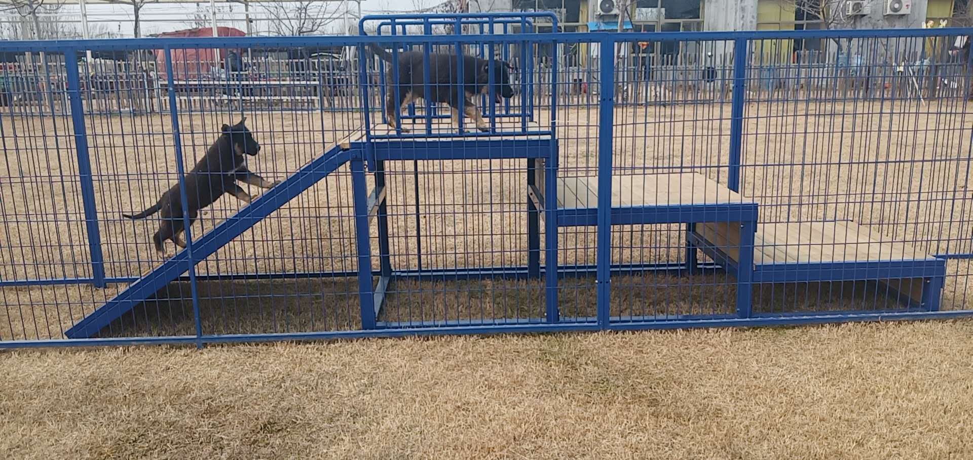 警犬训练器材 幼犬池训练器材 幼犬三级跳台 训犬专业器材