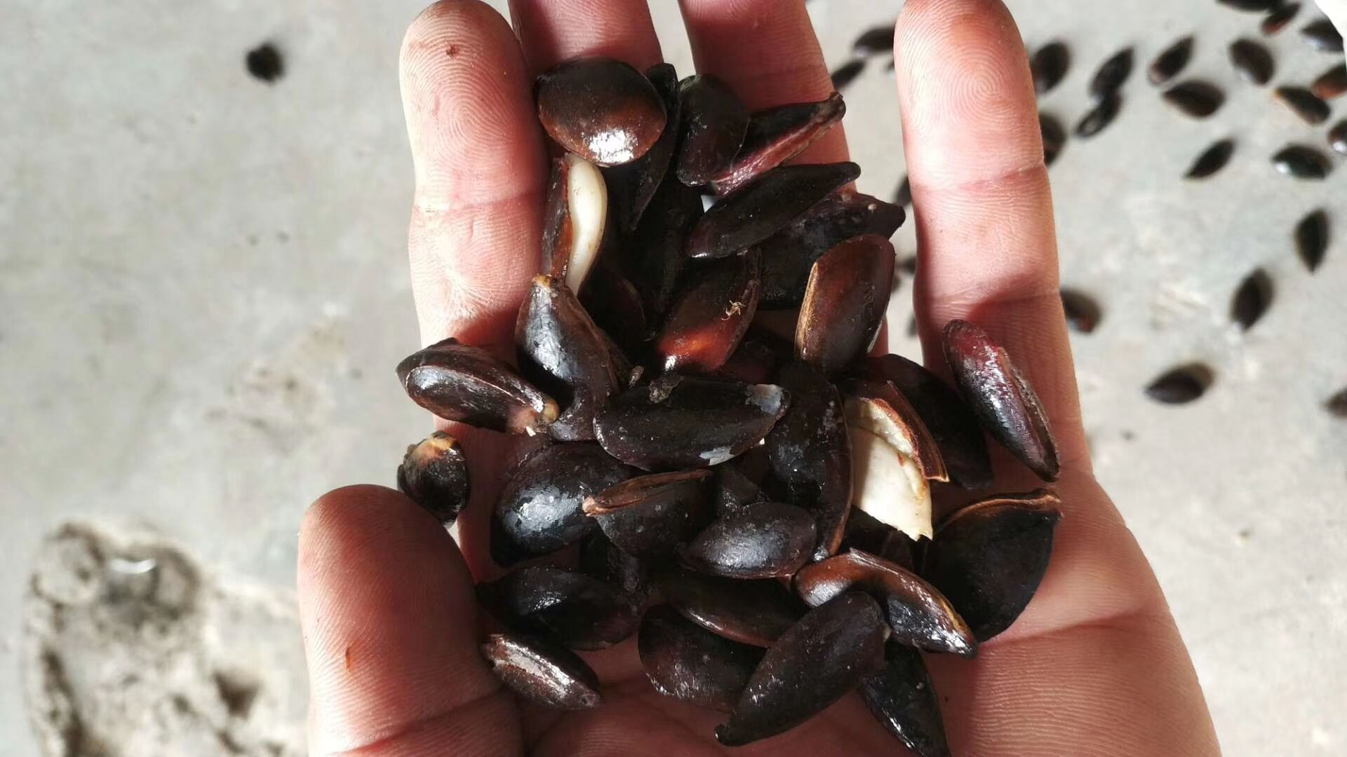 释迦果种子番荔枝种子台湾凤梨释迦果盆栽刺果嫁接毡木种子易种植