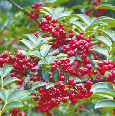 花椒苗四川汉源特麻大红袍金权无刺嫁接花椒苗四季当年结果批发