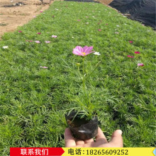 波斯菊营养杯苗供应 草本格桑花工程苗 矮杆波斯菊基地价格