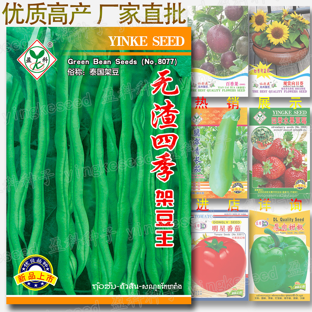 约30粒无渣四季架豆王种子 四季豆种籽泰国架豆种子 蔬菜种子批发