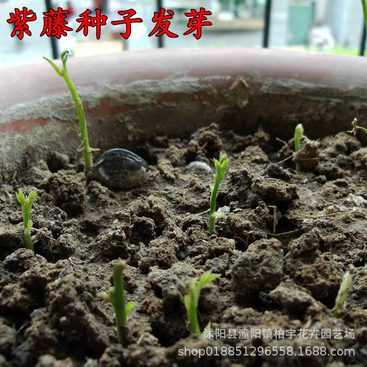 紫藤种子多花紫藤种子盆栽地栽树种爬藤植物垂吊花种子林木种子籽