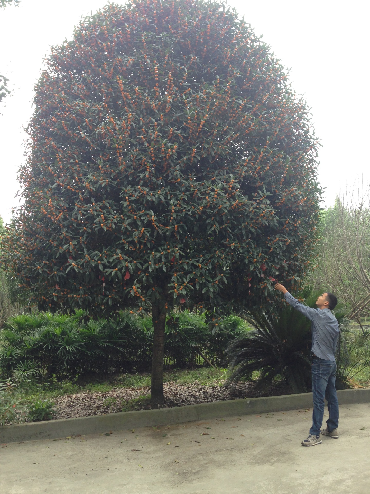 高杆长柄金桂,精品造型早红丹桂,丛生直杆状元红朱砂桂花树