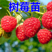 红树莓树苗覆盆子双季红树莓黑树莓黄树莓苗南方北方种植当年结果