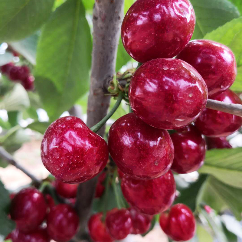 布鲁克斯大樱桃树苗新品种10公分嫁接矮化樱桃苗 美早早熟品种苗