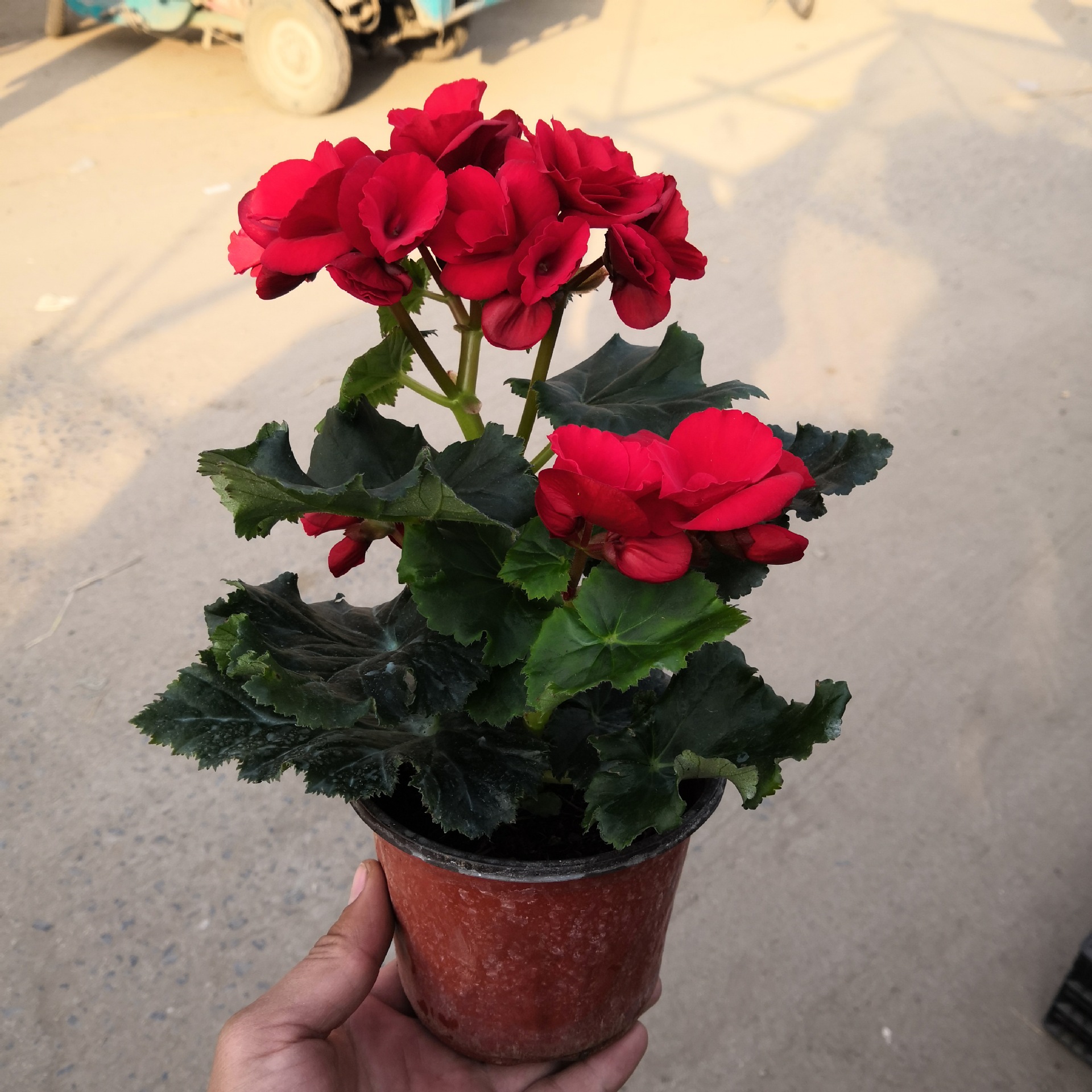 玫瑰海棠丽格海棠盆栽植物 基地大棚 绿植多肉盆景 大量批发优惠