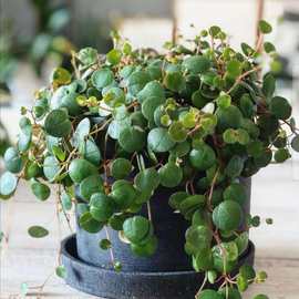 荷兰进口植物 圆叶草胡椒  很好养 室内观叶植物盆栽绿植花卉