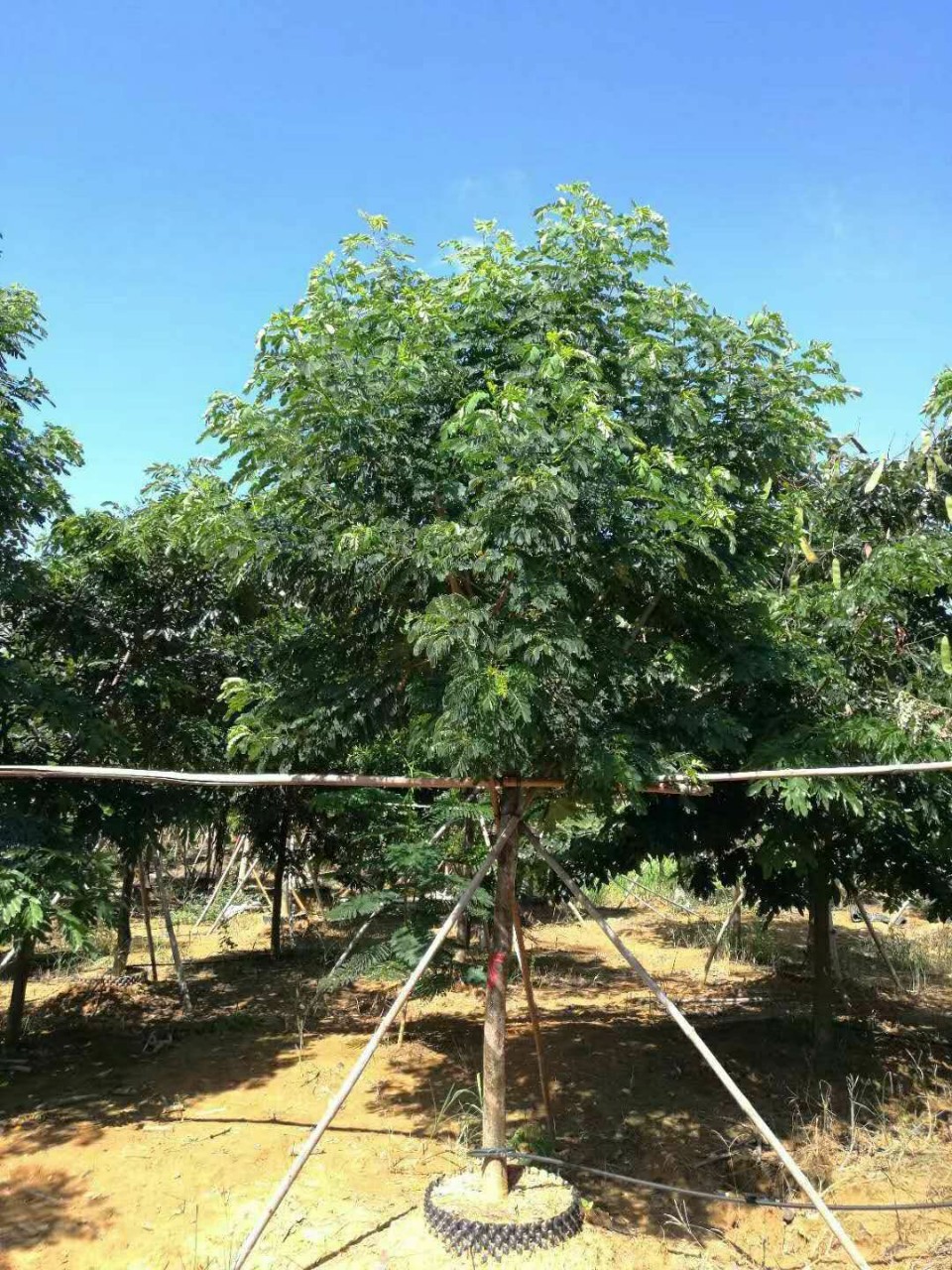 中山黄花槐批发 黄花槐价格 黄槐树基地 供应黄槐-阿里巴巴