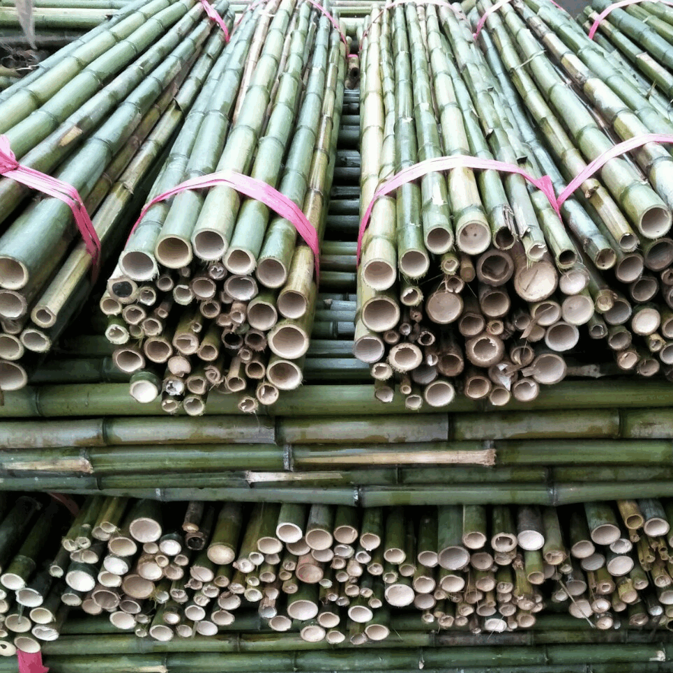 批发优良毛竹梢 小竹竿 农业用 菜架竹 毛竹价廉物美欢迎选购