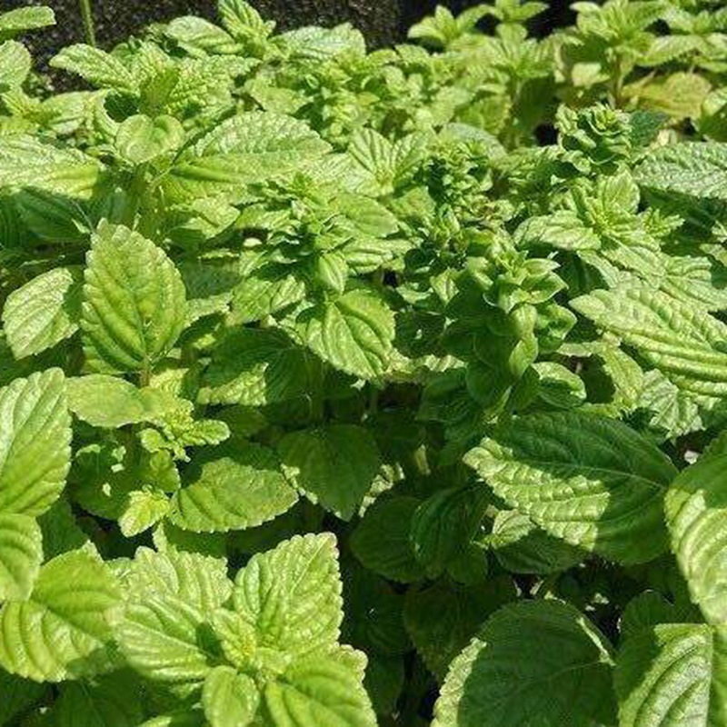 凉粉草神仙草仙人冻草药烧仙草凉粉原料凉粉草种子