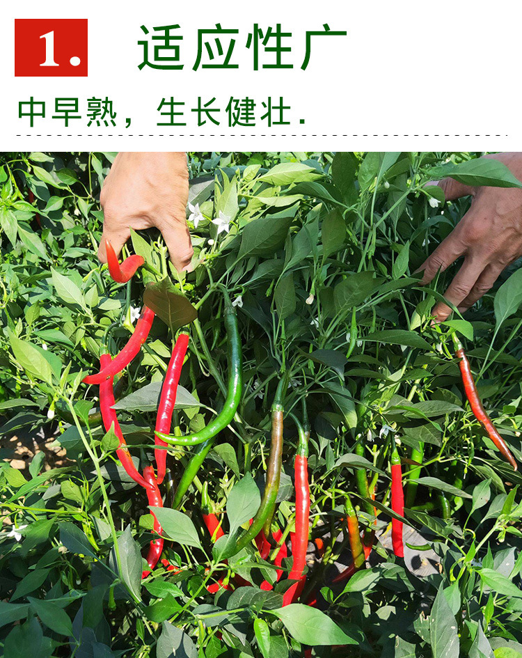 8819线椒种子 农田菜园可盆栽长红辣椒二金条剁椒早熟辣椒蔬菜籽