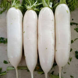 韩国白玉春萝卜种子