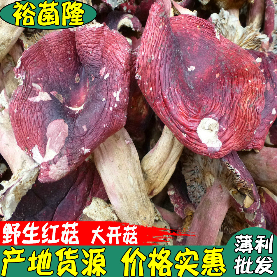 【裕菌隆】野生大红菌 品种满山红菇 云南特产 颜色漂亮价格美丽