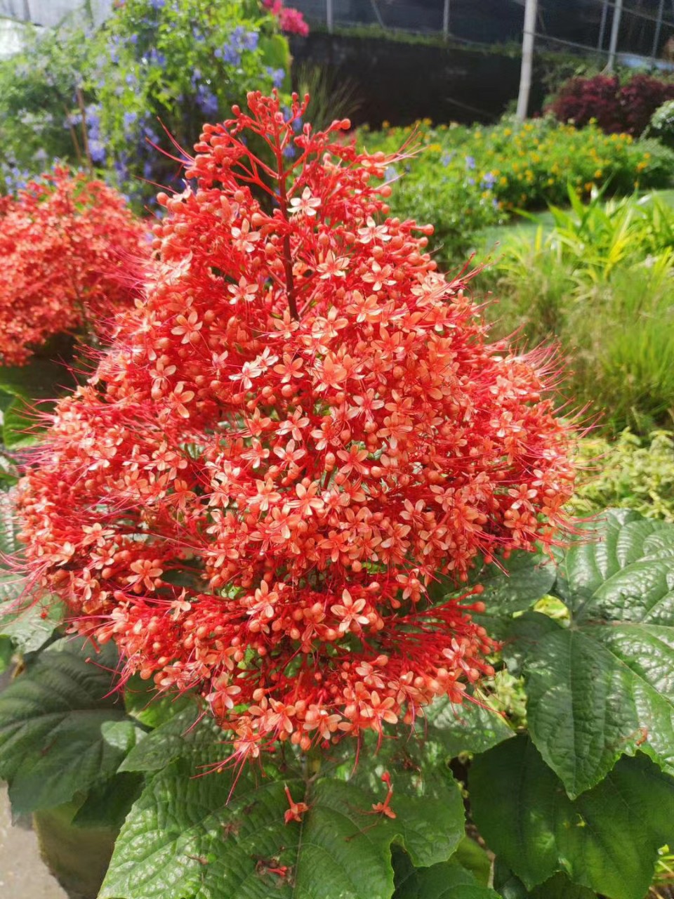 205供应 宝塔桢桐 60-100cm袋苗 园锥大青 基地直销 多年生花灌木