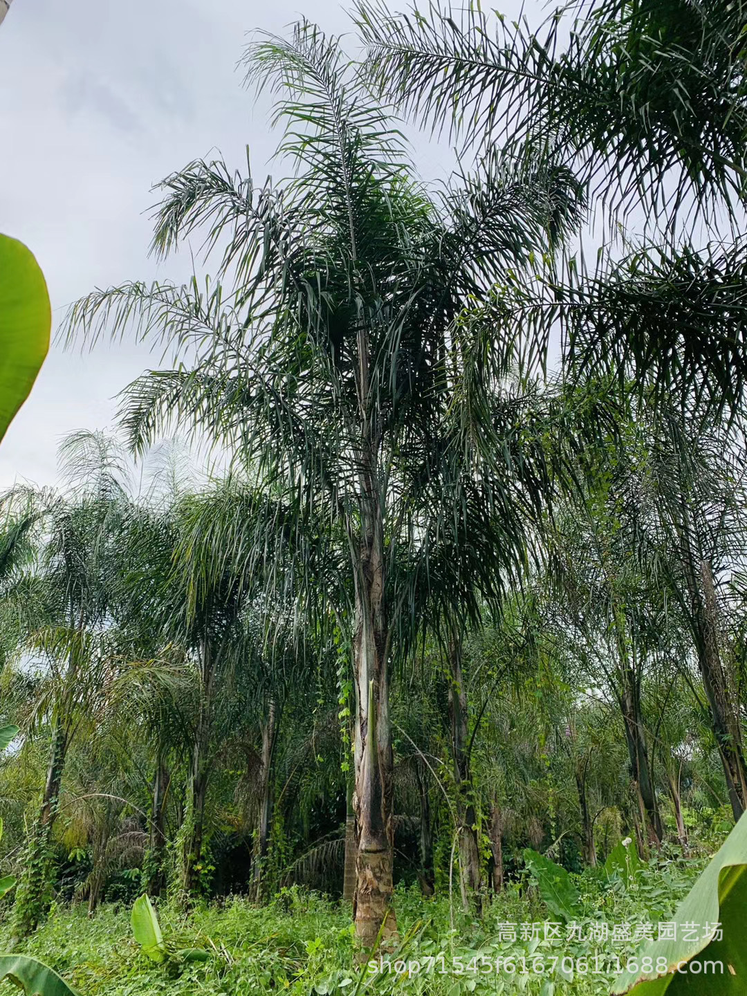 福建金山葵报价 金山葵价格 金山葵树 皇后葵基地 精品皇后葵批发
