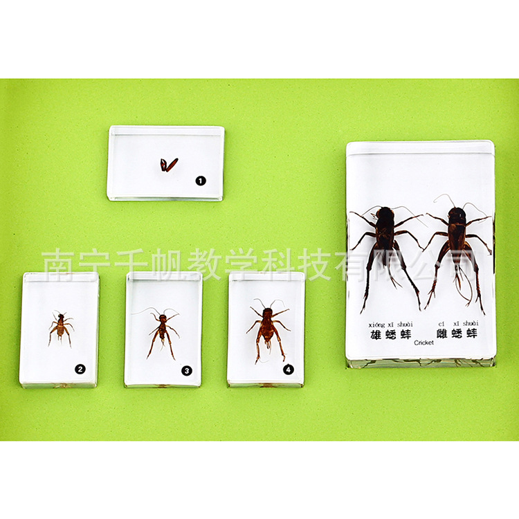 自然科学动植物标本-小蟋蟀成长记(幼儿园科学发现室标本)益智