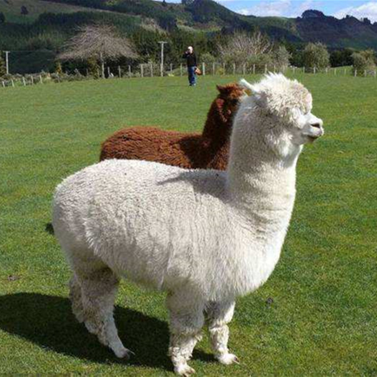 多大的羊驼比较好饲养了 羊驼主要用途 一年繁殖几窝