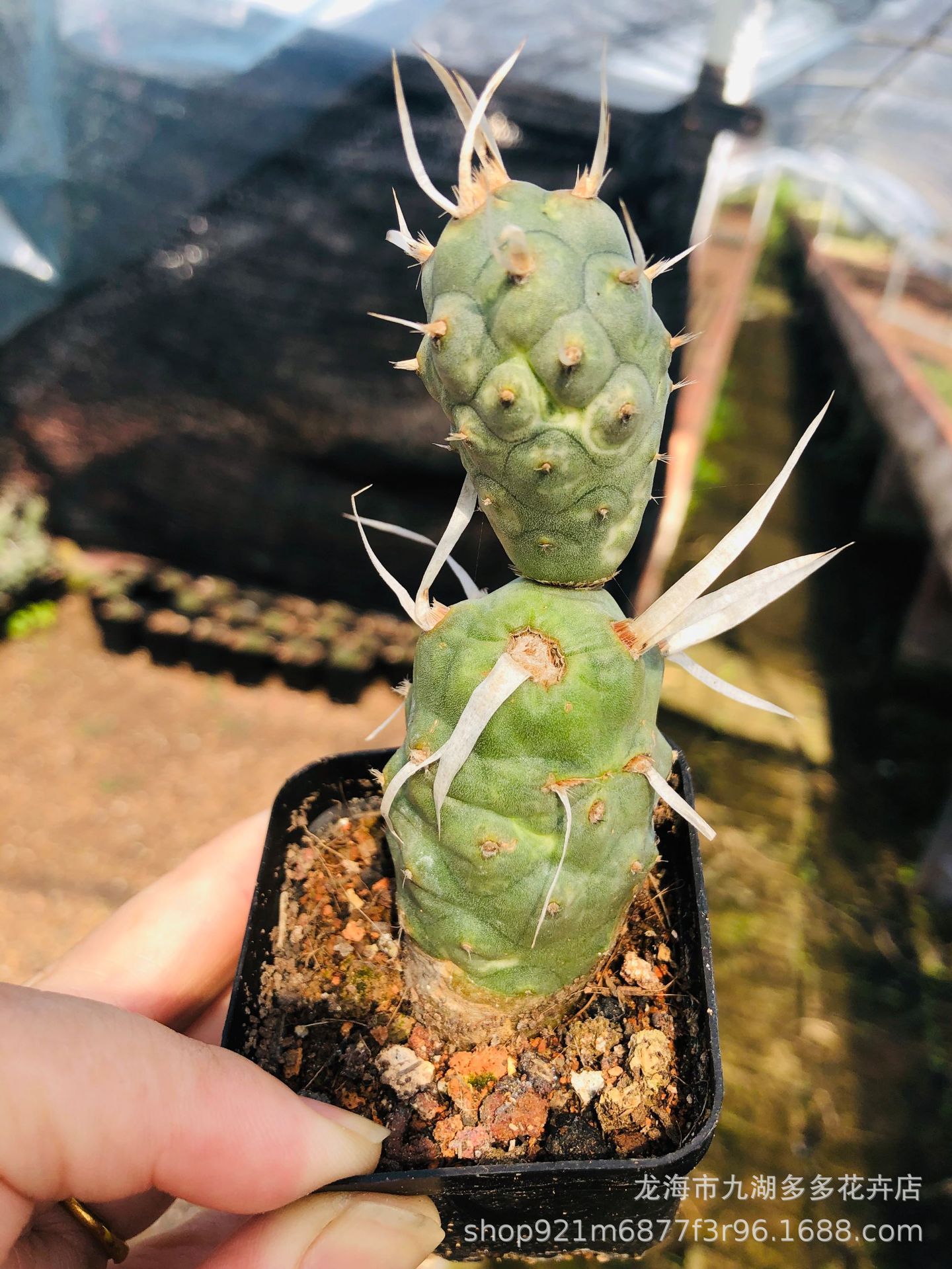 多肉绿植 武藏野团扇仙人球 自根 8-10cm高 盆栽 防幅射