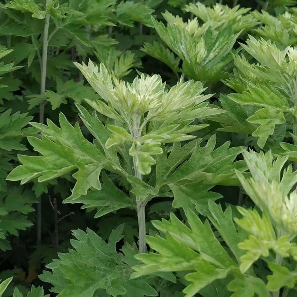 厂家批发陈年艾叶艾草泡脚500g袋装月子泡澡陈艾叶沐浴