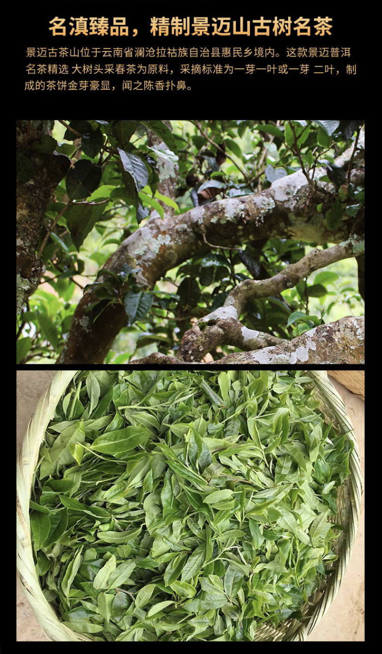 云南普洱茶七子饼 景迈山古树生茶 古树生茶厂家供应357g生茶