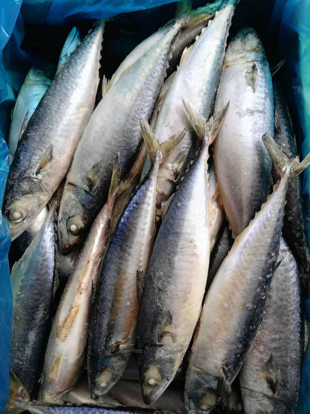 冷冻青占鱼 10公斤一箱 1箱起发 饭店 食堂 酒家 超市及家用